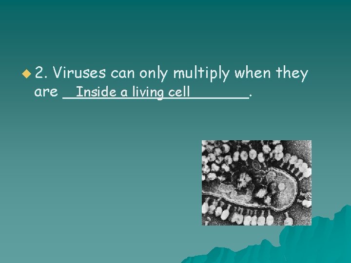 u 2. Viruses can only multiply when they Inside a living cell are __________.