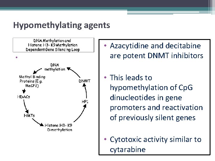 Hypomethylating agents • • Azacytidine and decitabine are potent DNMT inhibitors • This leads