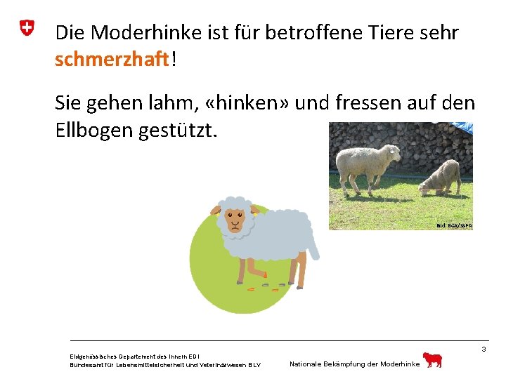 Die Moderhinke ist für betroffene Tiere sehr schmerzhaft! Sie gehen lahm, «hinken» und fressen