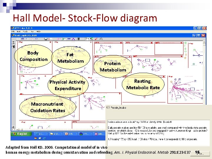Hall Model- Stock-Flow diagram Body Composition Fat Metabolism Physical Activity Expenditure Protein Metabolism Resting