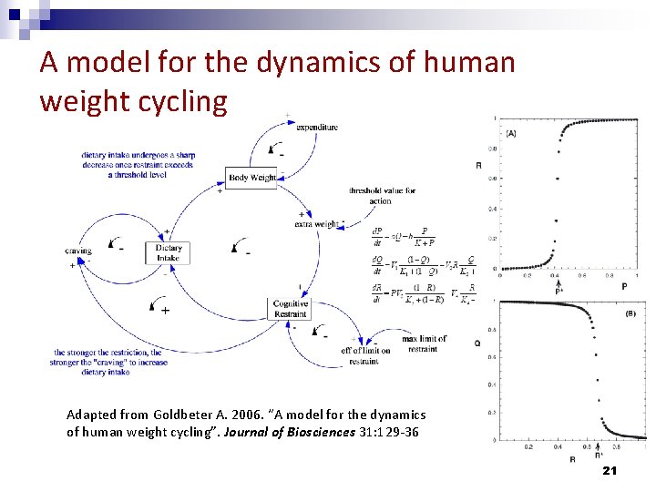 A model for the dynamics of human weight cycling Adapted from Goldbeter A. 2006.