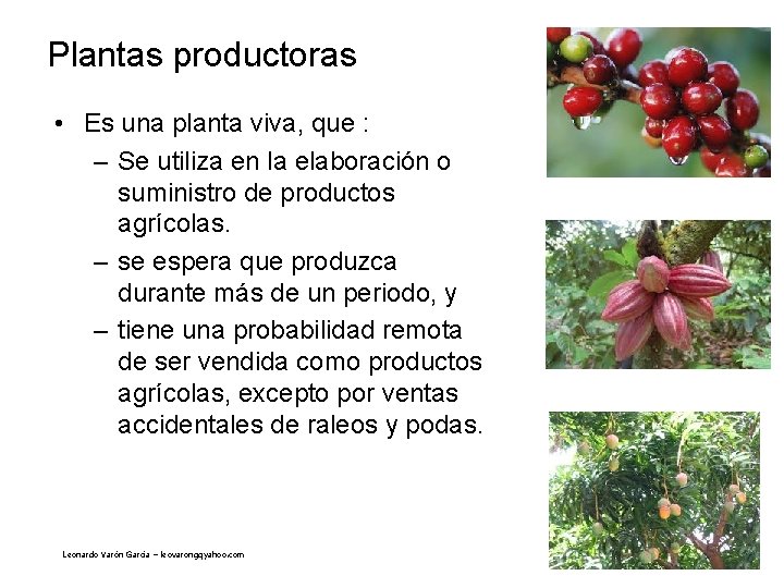 Plantas productoras • Es una planta viva, que : – Se utiliza en la