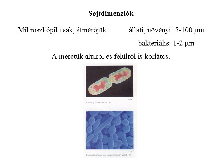 Sejtdimenziók Mikroszkópikusak, átmérőjük állati, növényi: 5 -100 mm bakteriális: 1 -2 mm A méretük