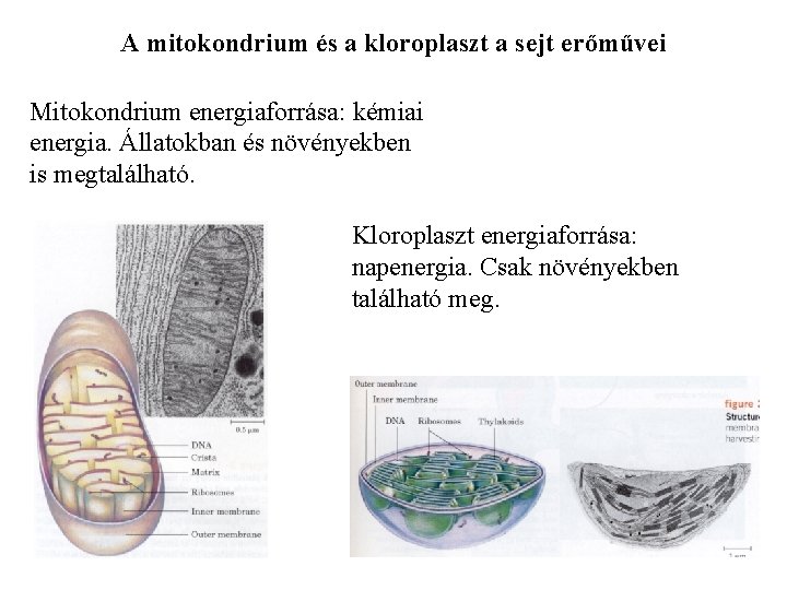 A mitokondrium és a kloroplaszt a sejt erőművei Mitokondrium energiaforrása: kémiai energia. Állatokban és