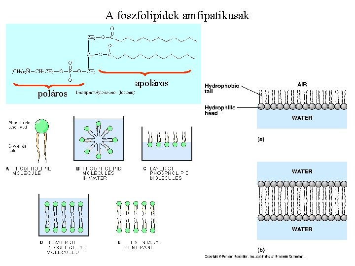 A foszfolipidek amfipatikusak poláros apoláros 