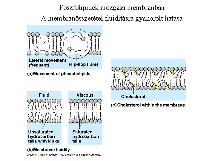 Foszfolipidek mozgása membránban A membránösszetétel fluiditásra gyakorolt hatása 