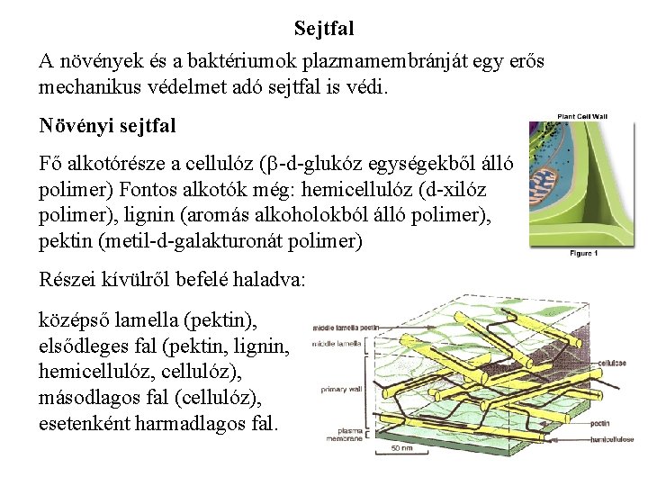 Sejtfal A növények és a baktériumok plazmamembránját egy erős mechanikus védelmet adó sejtfal is