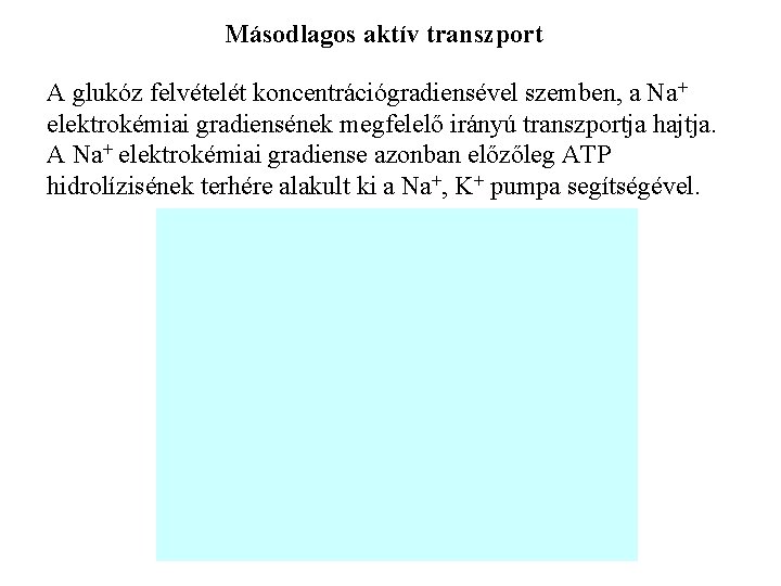 Másodlagos aktív transzport A glukóz felvételét koncentrációgradiensével szemben, a Na+ elektrokémiai gradiensének megfelelő irányú