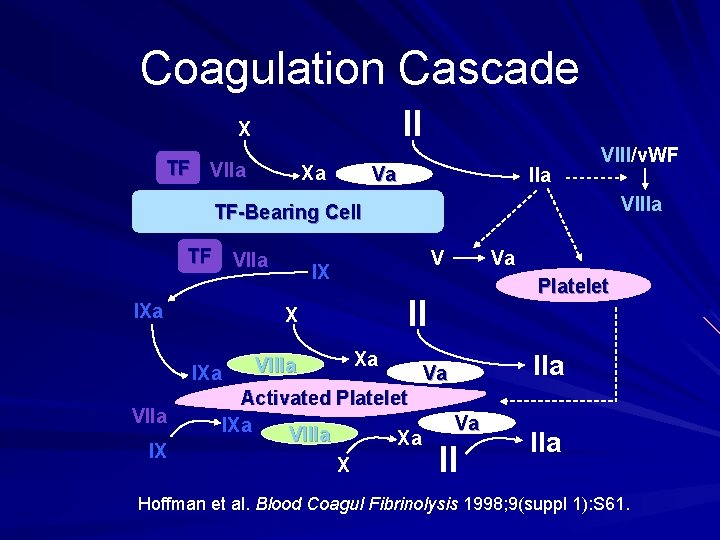 Coagulation Cascade II X TF VIIa Xa Va IIa VIII/v. WF VIIIa TF-Bearing Cell