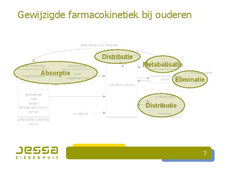 Gewijzigde farmacokinetiek bij ouderen Distributie Metabolisatie Absorptie Eliminatie Distributie 2 