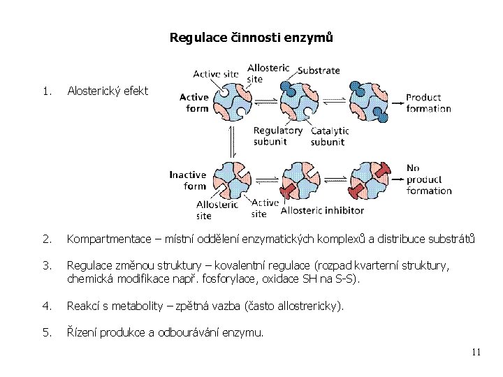 Regulace činnosti enzymů 1. Alosterický efekt 2. Kompartmentace – místní oddělení enzymatických komplexů a