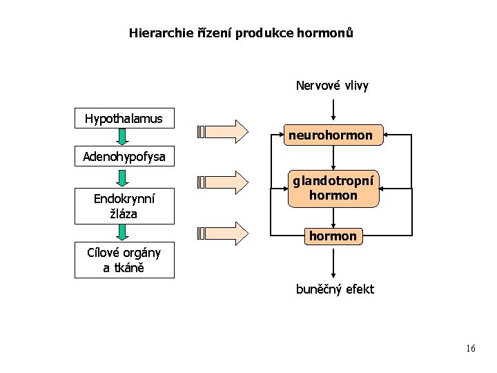 Hierarchie řízení produkce hormonů Nervové vlivy Hypothalamus neurohormon Adenohypofysa Endokrynní žláza glandotropní hormon Cílové
