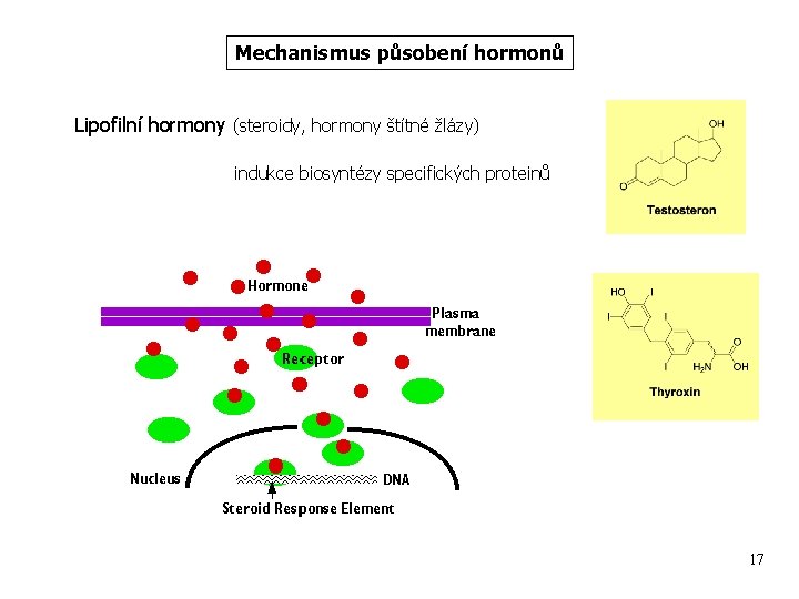 Mechanismus působení hormonů Lipofilní hormony (steroidy, hormony štítné žlázy) indukce biosyntézy specifických proteinů 17