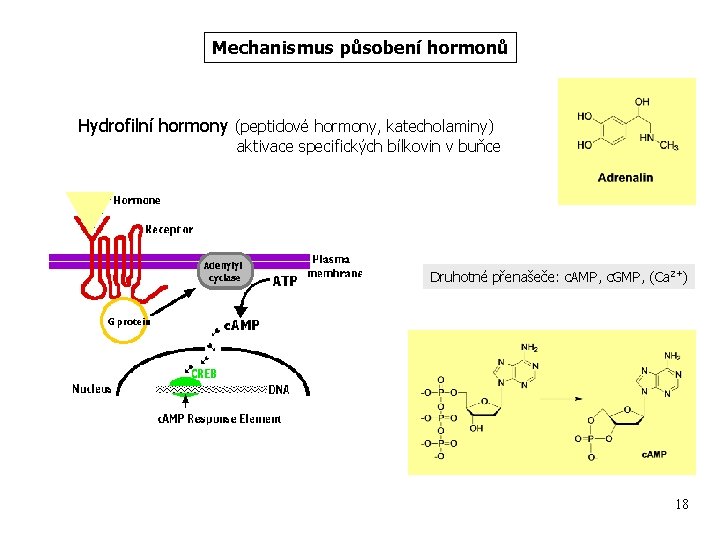 Mechanismus působení hormonů Hydrofilní hormony (peptidové hormony, katecholaminy) aktivace specifických bílkovin v buňce Druhotné