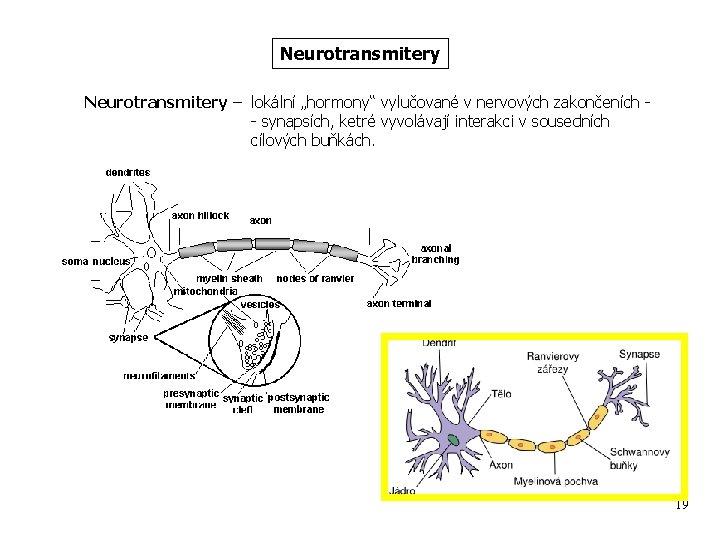 Neurotransmitery – lokální „hormony“ vylučované v nervových zakončeních - synapsích, ketré vyvolávají interakci v