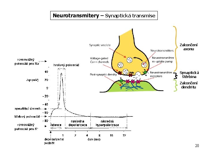 Neurotransmitery – Synaptická transmise Zakončení axonu Synaptická štěrbina Zakončení dendritu 20 