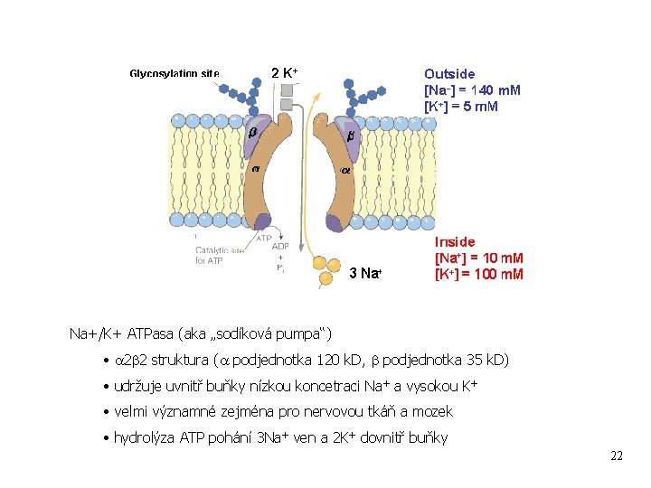Na+/K+ ATPasa (aka „sodíková pumpa“) • a 2 b 2 struktura (a podjednotka 120