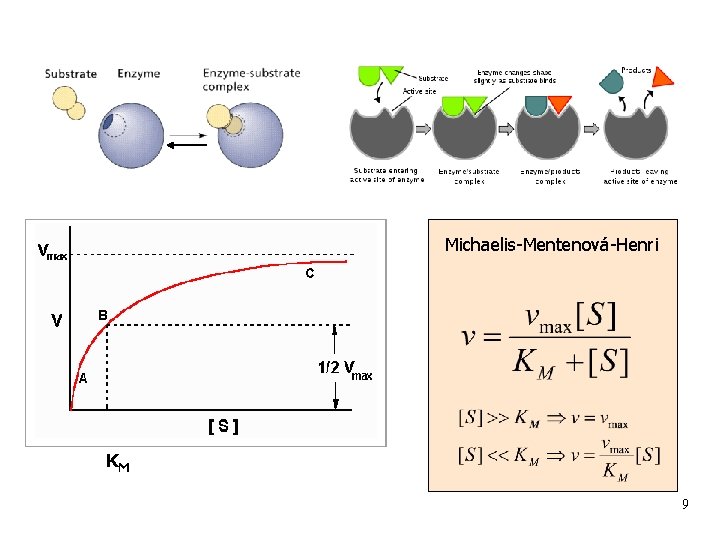  Michaelis-Mentenová-Henri KM 9 