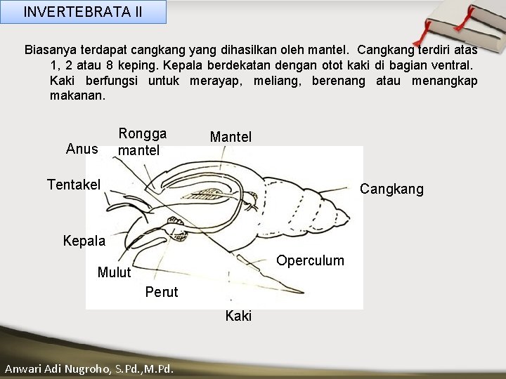 INVERTEBRATA II Biasanya terdapat cangkang yang dihasilkan oleh mantel. Cangkang terdiri atas 1, 2