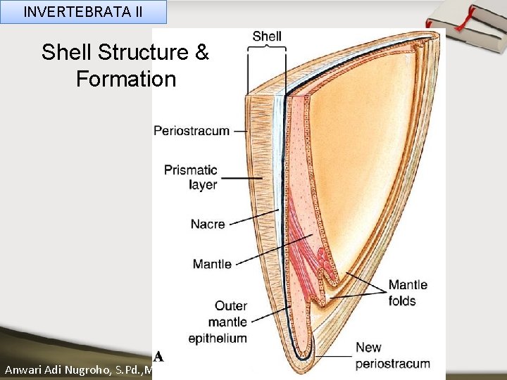 INVERTEBRATA II Shell Structure & Formation ____ Click__to____ edit Master _____ text styles ______