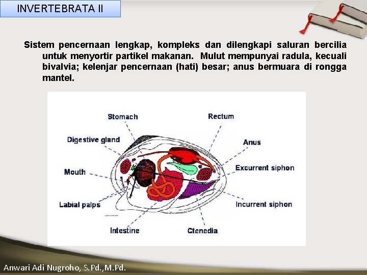 INVERTEBRATA II Sistem pencernaan lengkap, kompleks dan dilengkapi saluran bercilia untuk menyortir partikel makanan.