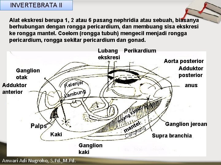 INVERTEBRATA II Alat ekskresi berupa 1, 2 atau 6 pasang nephridia atau sebuah, biasanya