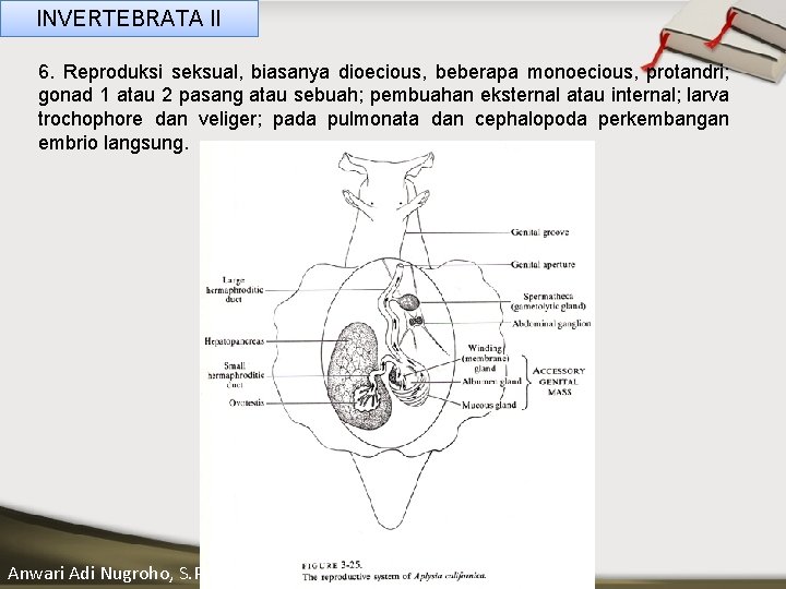 INVERTEBRATA II 6. Reproduksi seksual, biasanya dioecious, beberapa monoecious, protandri; gonad 1 atau 2