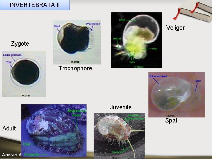INVERTEBRATA II Veliger ____ Click__to____ edit Master _____ text styles ______ Zygote _____ _____