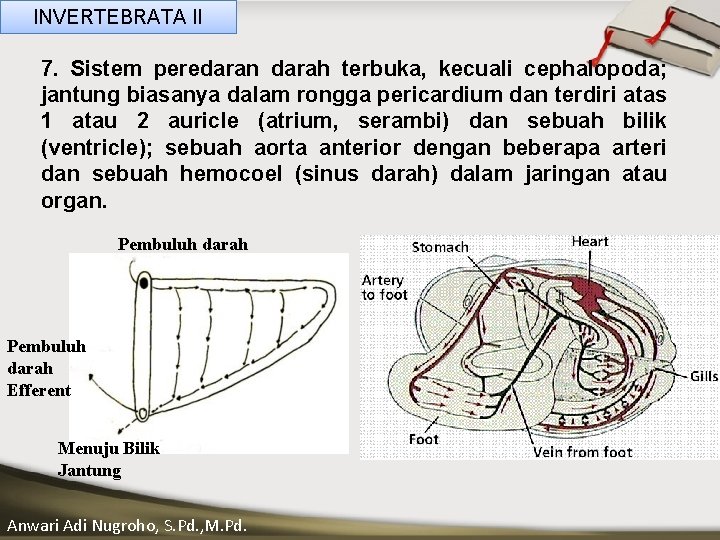 INVERTEBRATA II 7. Sistem peredaran darah terbuka, kecuali cephalopoda; jantung biasanya dalam rongga pericardium