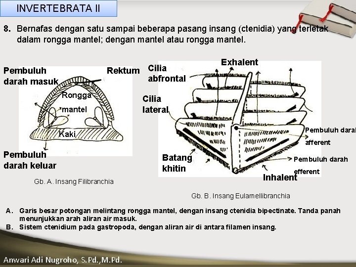 INVERTEBRATA II 8. Bernafas dengan satu sampai beberapa pasang insang (ctenidia) yang terletak dalam