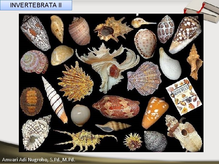 INVERTEBRATA II ____ Click__to____ edit Master _____ text styles ______ _____ _____ 05/11/2020 Anwari