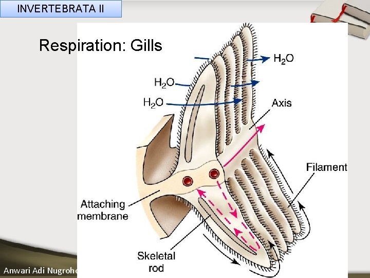 INVERTEBRATA II Respiration: Gills ____ Click__to____ edit Master _____ text styles ______ _____ _____