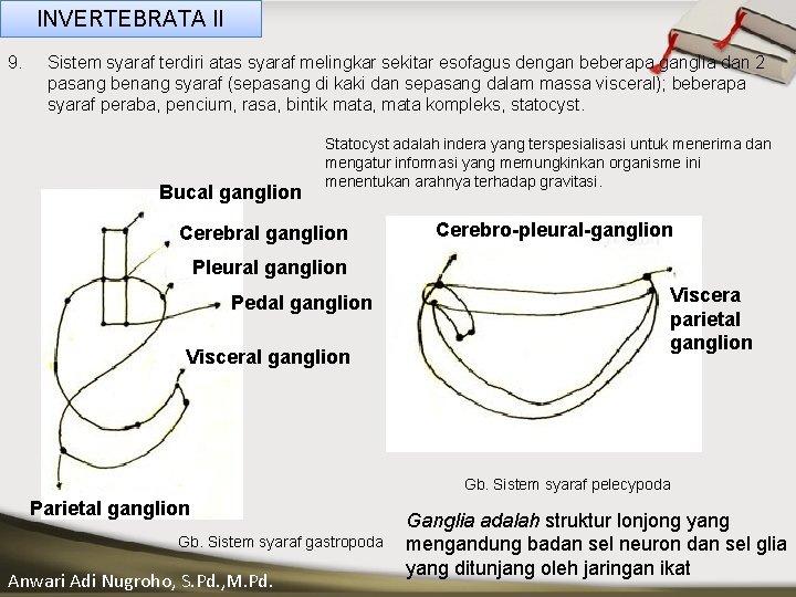 INVERTEBRATA II 9. Sistem syaraf terdiri atas syaraf melingkar sekitar esofagus dengan beberapa ganglia