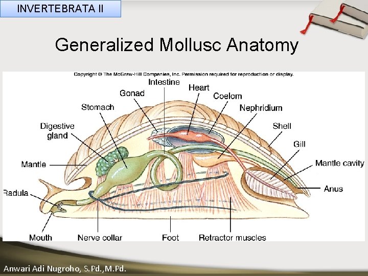INVERTEBRATA II Generalized Mollusc Anatomy ____ Click__to____ edit Master _____ text styles ______ _____