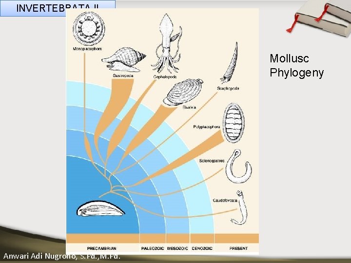 INVERTEBRATA II Mollusc Phylogeny ____ Click__to____ edit Master _____ text styles ______ _____ _____