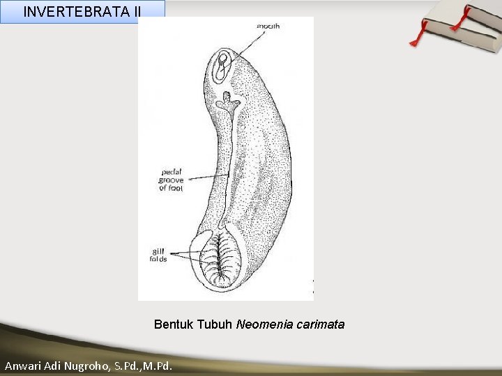 INVERTEBRATA II ____ Click__to____ edit Master _____ text styles ______ _____ _____ Second level