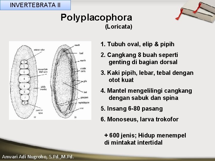 INVERTEBRATA II Polyplacophora (Loricata) ____ Click__to____ edit Master _____ text styles ______ 2. Cangkang