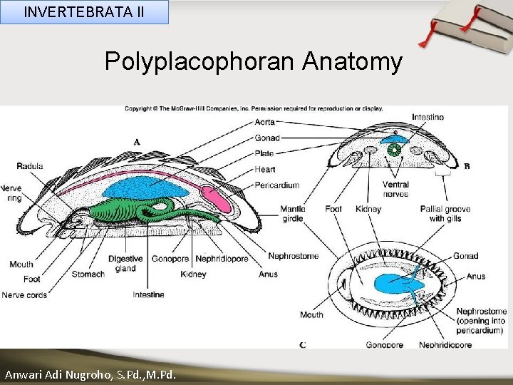 INVERTEBRATA II Polyplacophoran Anatomy ____ Click__to____ edit Master _____ text styles ______ _____ _____