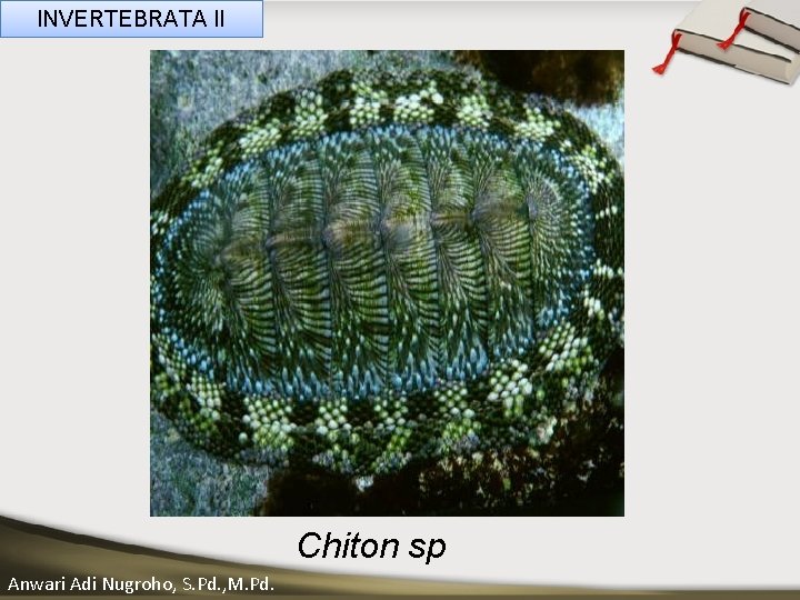 INVERTEBRATA II ____ Click__to____ edit Master _____ text styles ______ _____ _____ 05/11/2020 Anwari