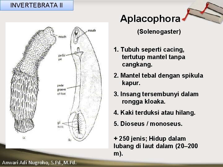 INVERTEBRATA II Aplacophora (Solenogaster) 1. Tubuh seperti cacing, ____ Click__to____ edit Master _____ text