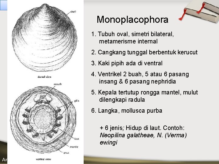 INVERTEBRATA II Monoplacophora 1. Tubuh oval, simetri bilateral, metamerisme internal ____ Click__to____ edit 2.