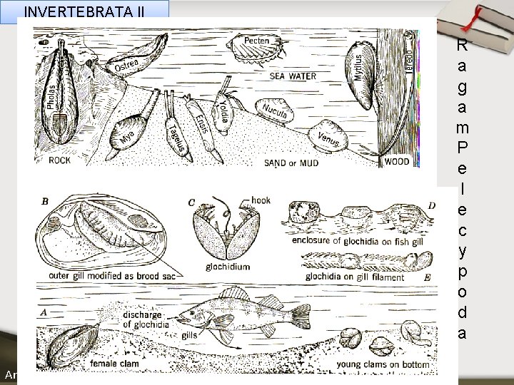 INVERTEBRATA II R a g a m P e l e c y p