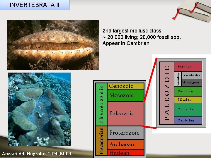 INVERTEBRATA II 2 nd largest mollusc class ~ 20, 000 living; 20, 000 fossil