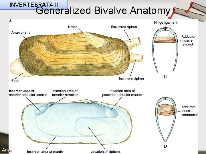 INVERTEBRATA II Generalized Bivalve Anatomy ____ Click__to____ edit Master _____ text styles ______ _____