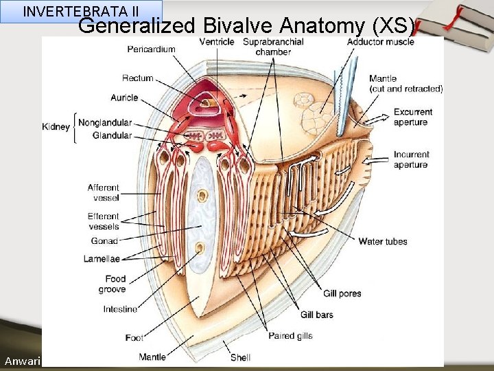 INVERTEBRATA II Generalized Bivalve Anatomy (XS) ____ Click__to____ edit Master _____ text styles ______