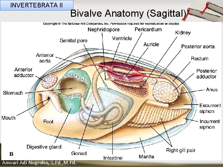 INVERTEBRATA II Bivalve Anatomy (Sagittal) ____ Click__to____ edit Master _____ text styles ______ _____