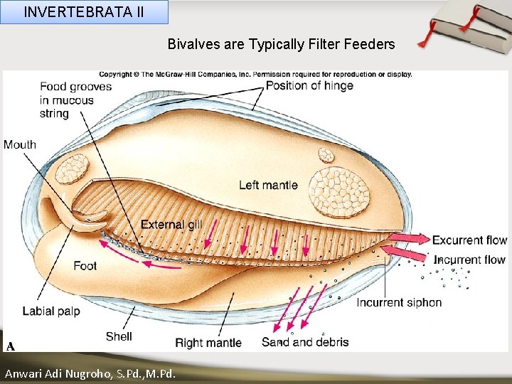 INVERTEBRATA II Bivalves are Typically Filter Feeders ____ Click__to____ edit Master _____ text styles