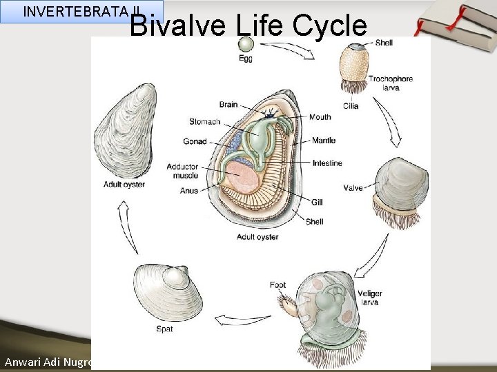 INVERTEBRATA II Bivalve Life Cycle ____ Click__to____ edit Master _____ text styles ______ _____