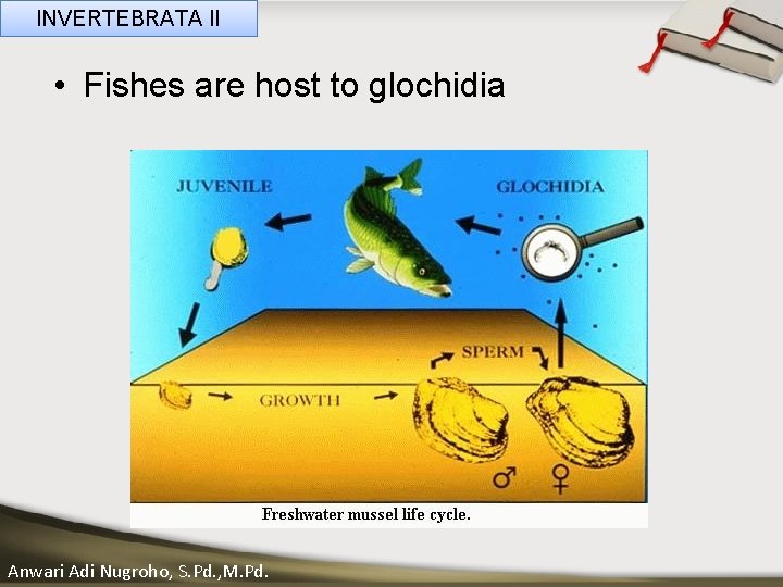INVERTEBRATA II • Fishes are host to glochidia ____ Click__to____ edit Master _____ text