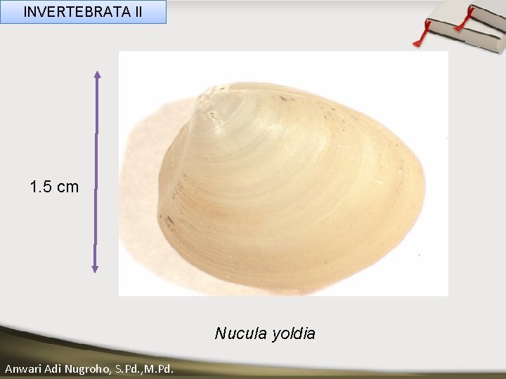 INVERTEBRATA II ____ Click__to____ edit Master _____ text styles ______ _____ _____ 1. 5